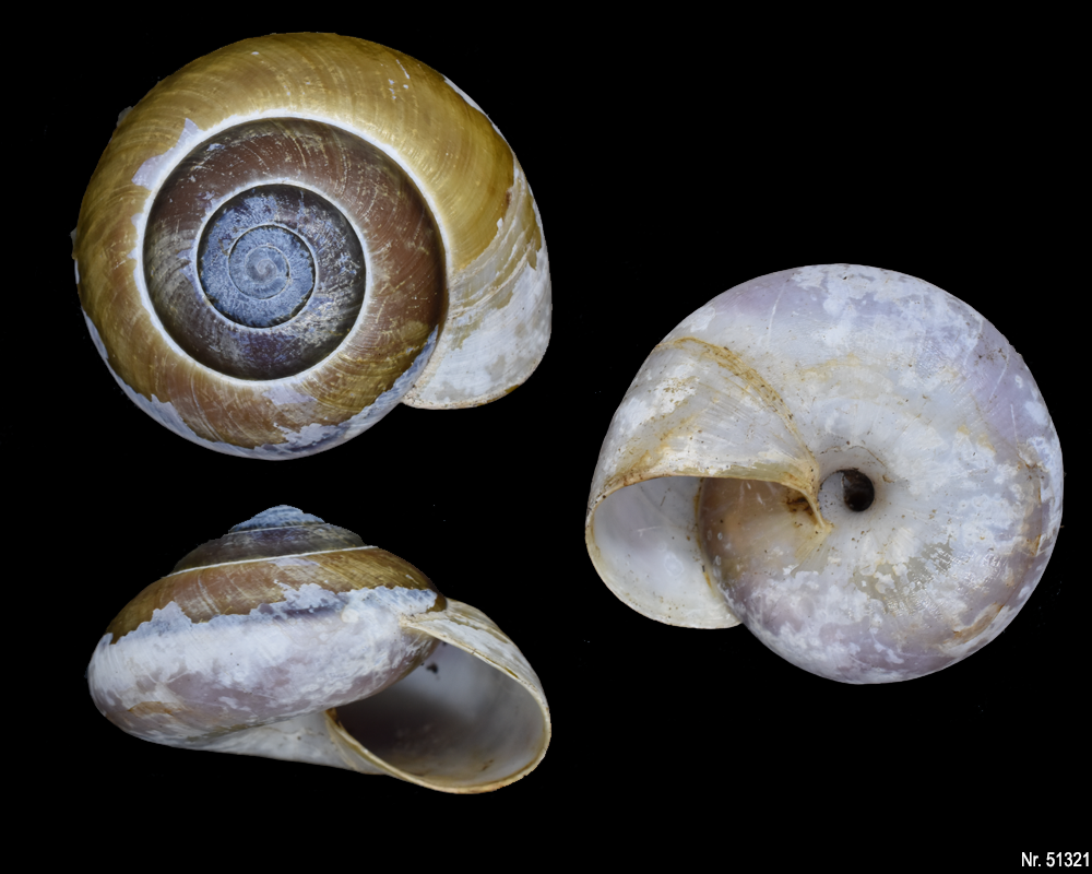 Hemiplecta floweri