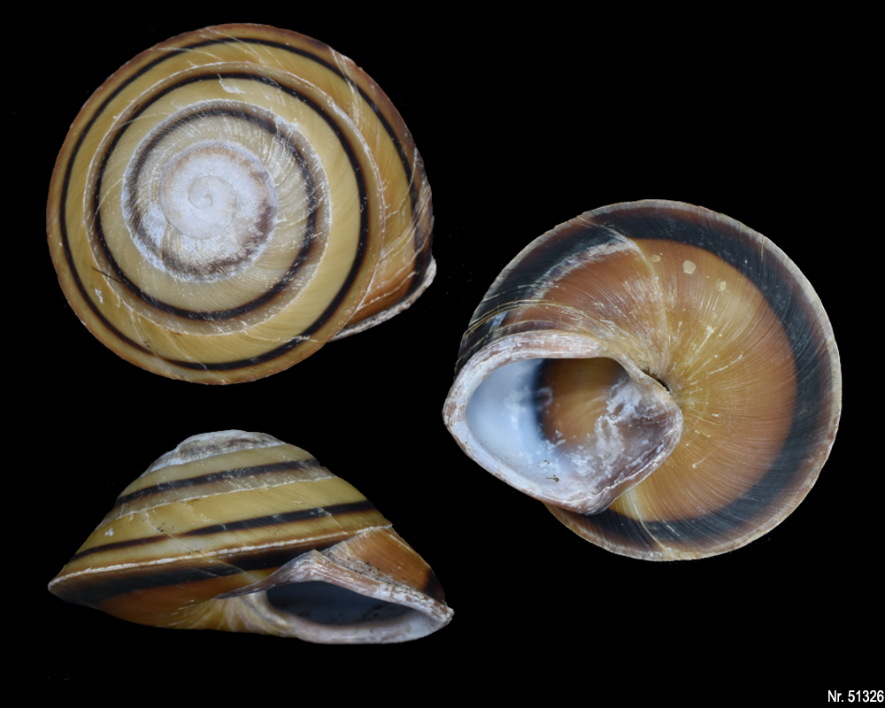 Caracolus marginella semiaperta