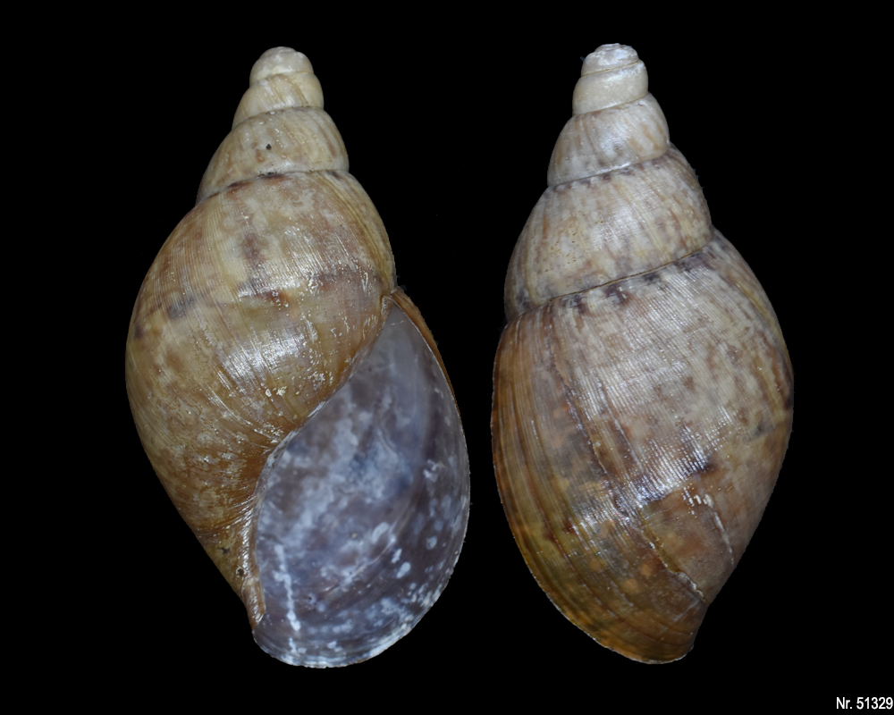 Callistoplepa barriana