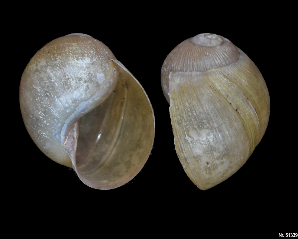 Megalobulimus oblongus