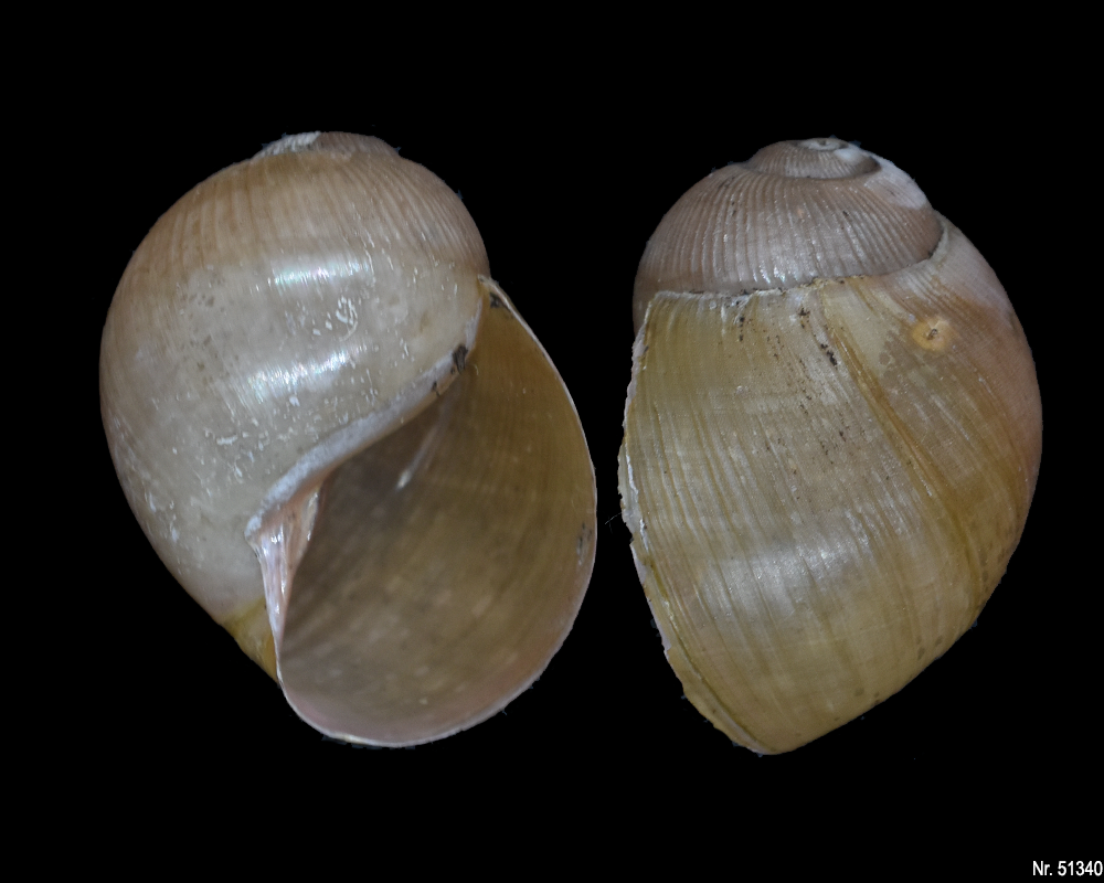 Megalobulimus oblongus