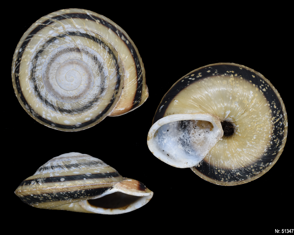 Caracolus marginella marginella