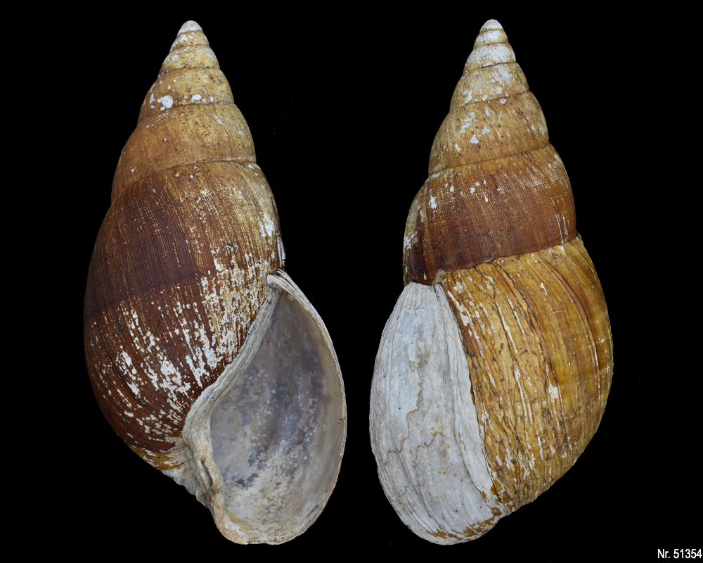 Achatina bandeirana