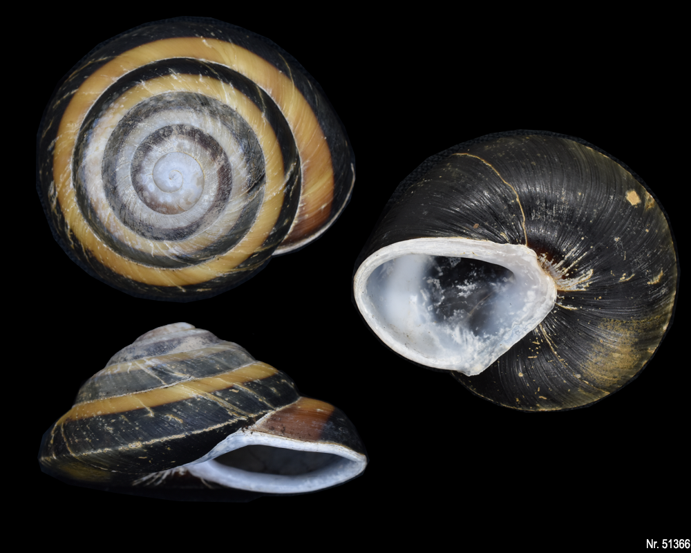 Caracolus sagemon 'Gran Piedra' highland form