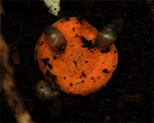 Weer jonge zanzibarica's