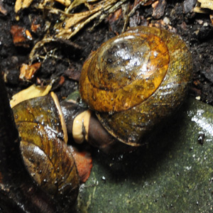 Mating caracolus excellens