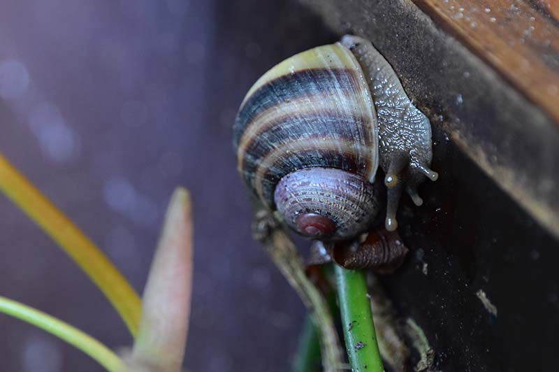 Eerste Acavus haemastoma haemastoma nakomeling