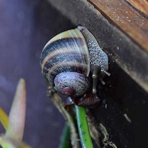 First Acavus haemastoma haemastoma baby