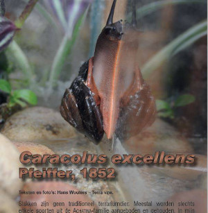 Article caracolus excellens