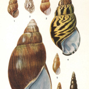 A review of the land mollusks of the Belgian Congo - agate snails