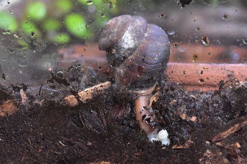 Hadra webbi laying eggs