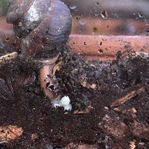 Hadra webbi laying eggs