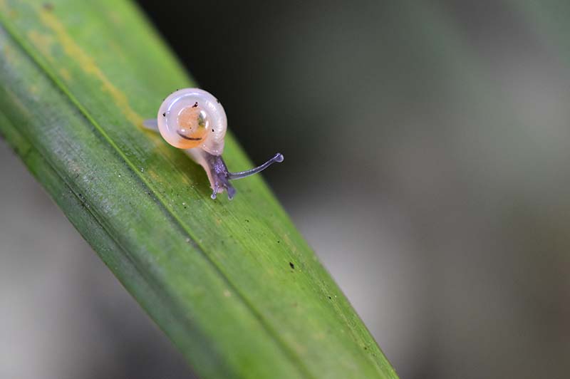 Satsuma eucosmia having babies