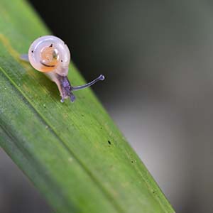 Satsuma eucosmia having babies