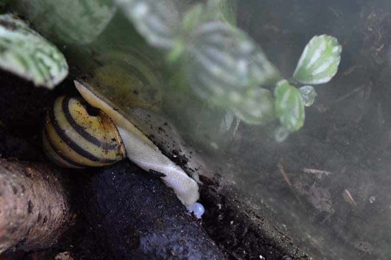 Satsuma eucosmia laying eggs