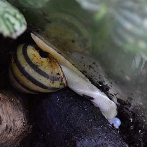 Satsuma eucosmia laying eggs