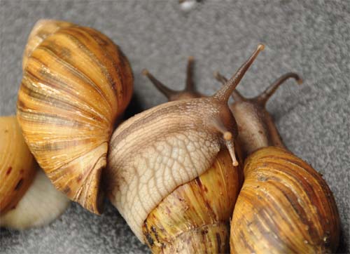 Achatina zanzibarica's poseren voor magazine