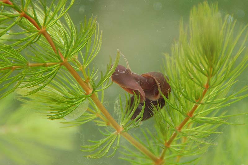 Planorbarius corneus