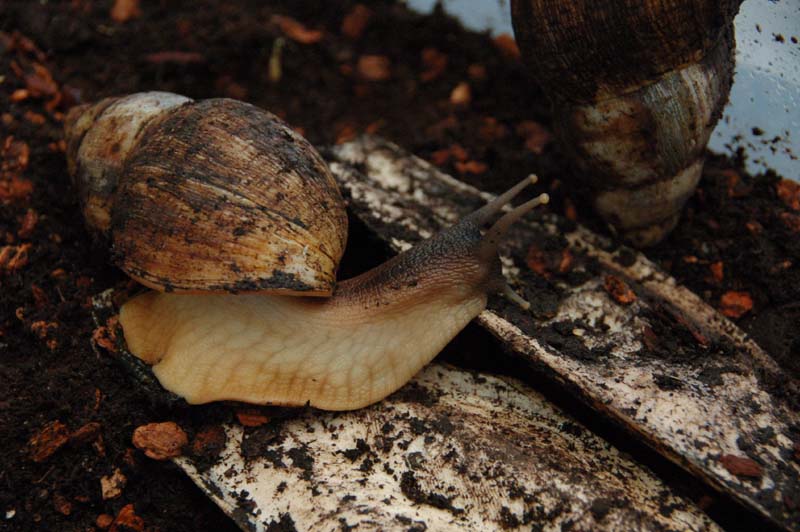 Lissachatina reticulata