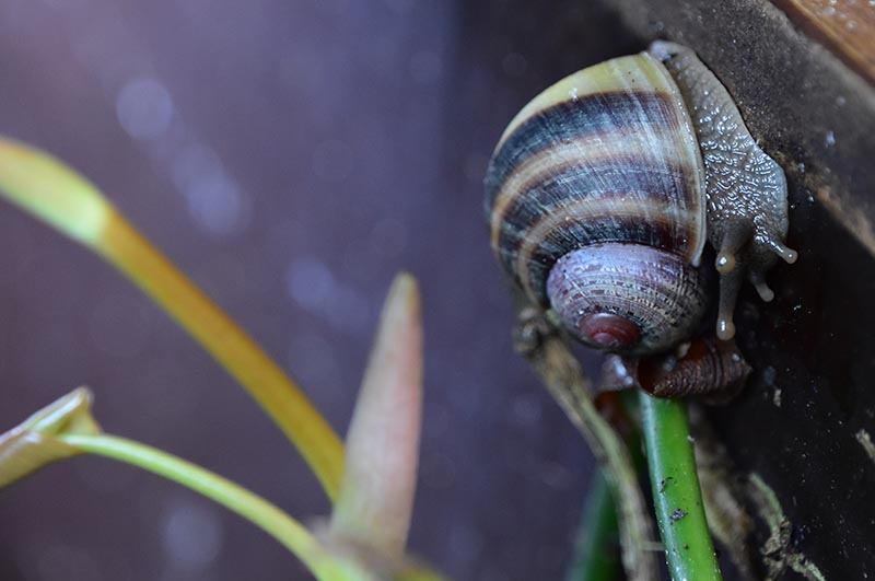 Acavus haemastoma haemastoma