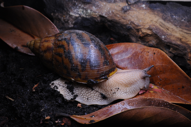 Achatina achatina