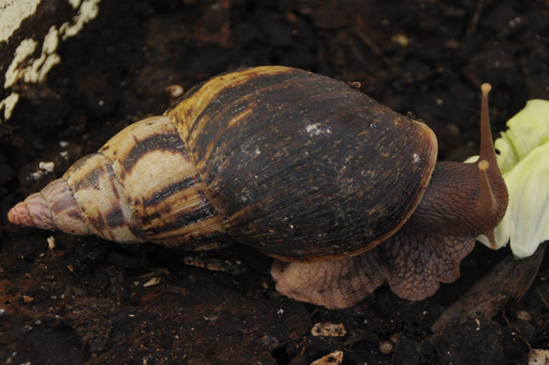 Lissachatina albopicta