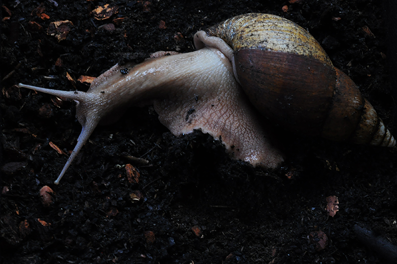 Achatina bandeirana