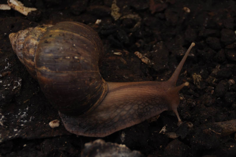 Lissachatina fulica