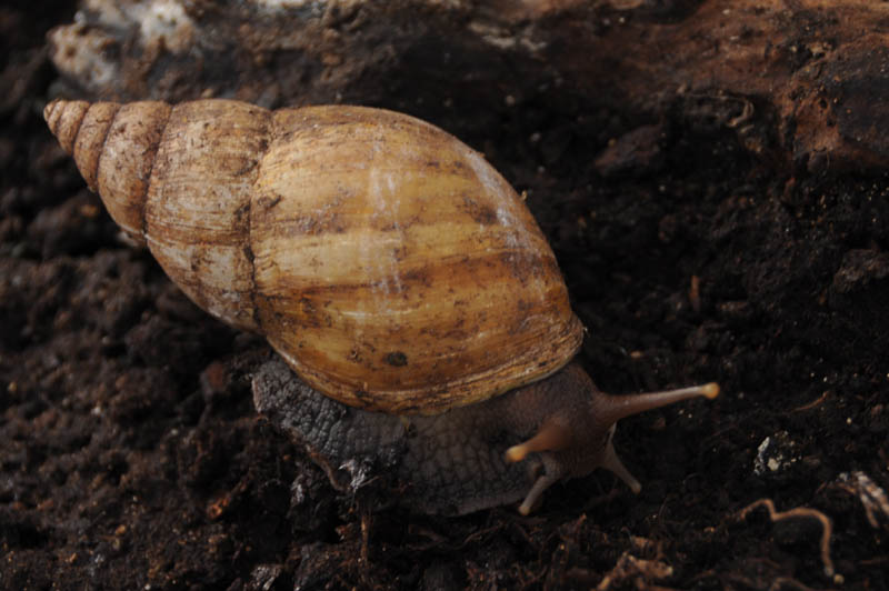 Lissachatina fulica rodatzi