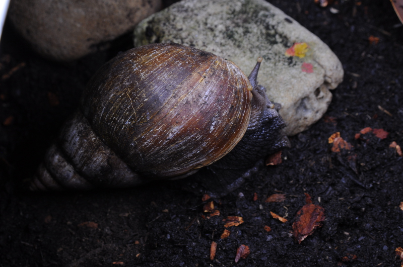 Lissachatina glutinosa