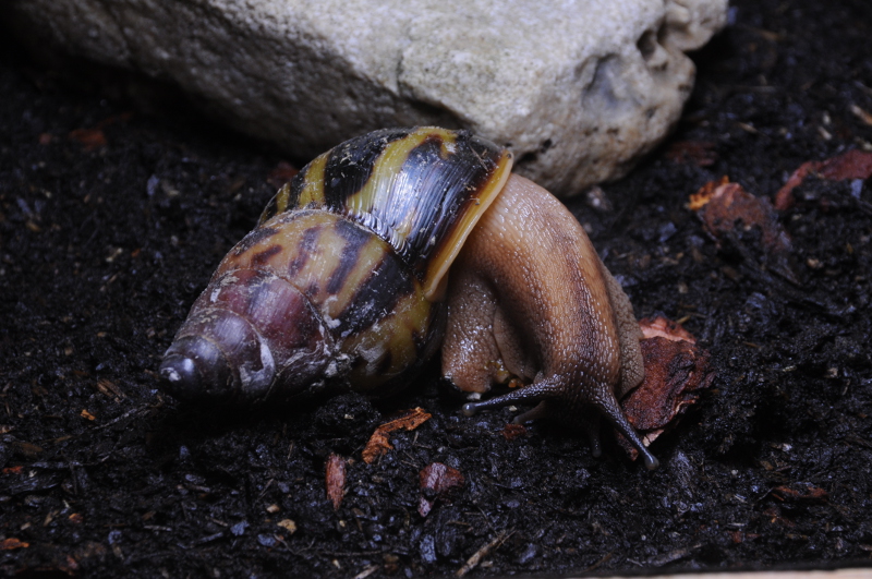 Achatina tincta