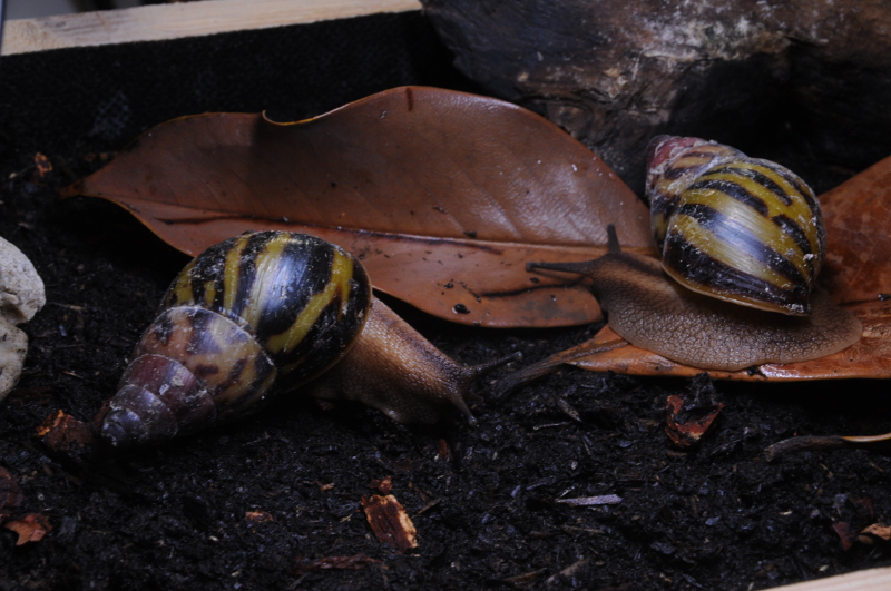 Achatina tincta