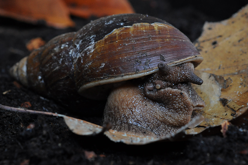 Achatina weynsi