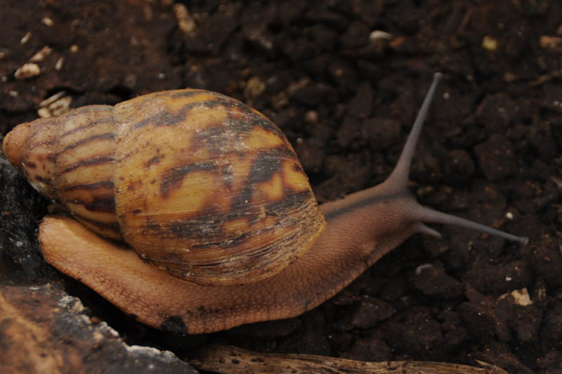 Archachatina marginata eduardi