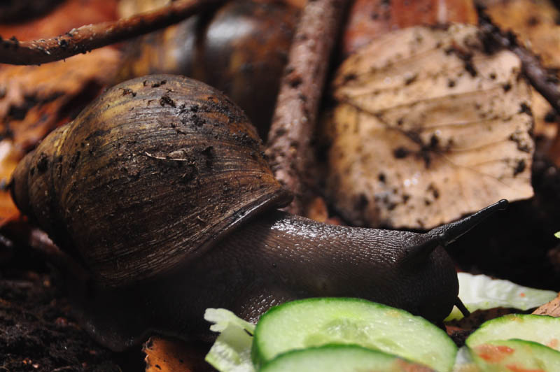 Archachatina marginata suturalis