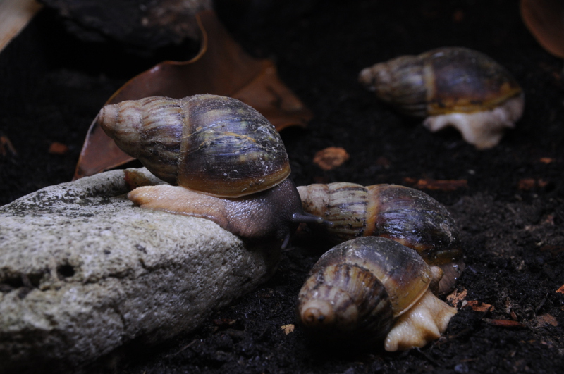 Archachatina porphyrostoma