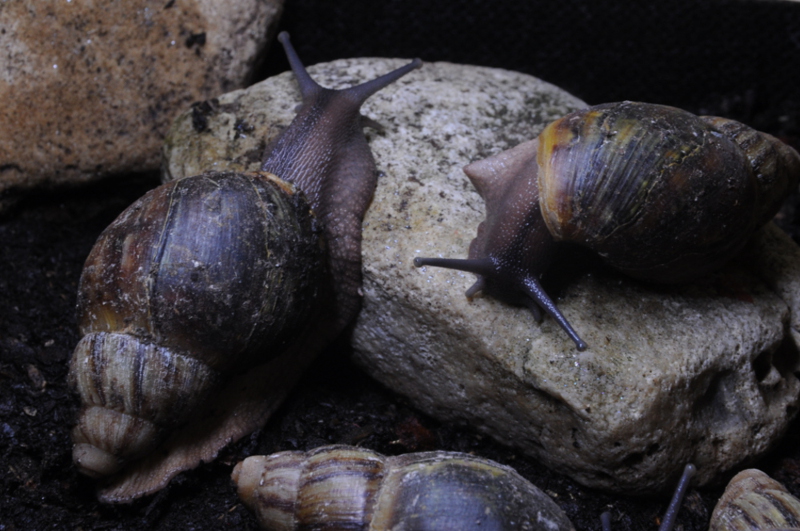 Archachatina porphyrostoma