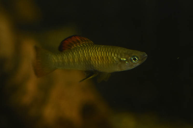 Brachyrhaphis roseni