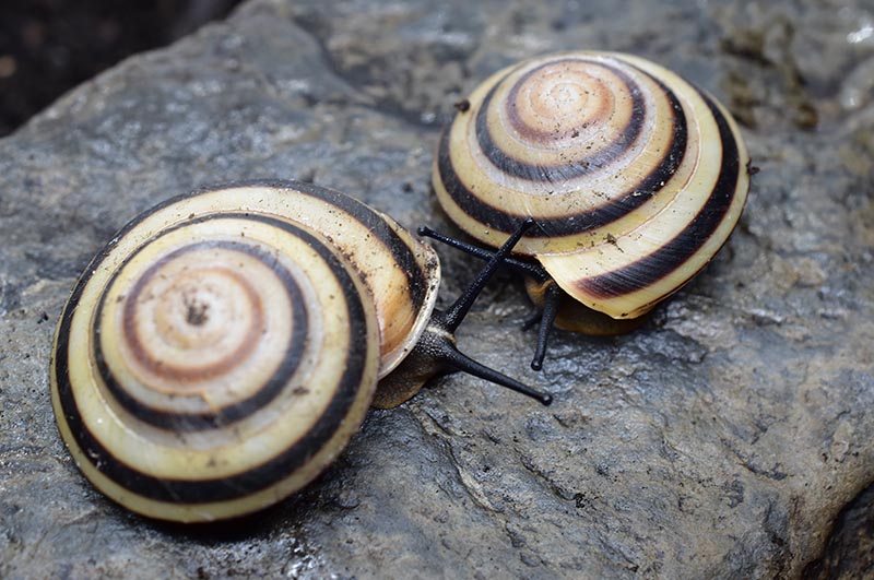 Caracolus marginella marginella