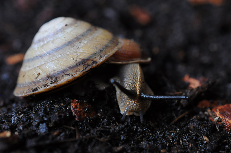 Caracolus marginella semiaperta