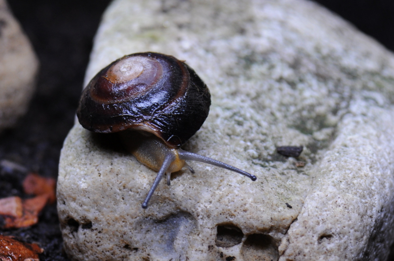 Caracolus sagemon sp. type 4 Cuba dark