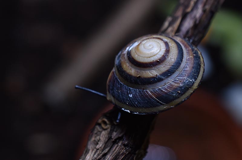 Caracolus sagemon 'Gran Piedra' lowland form