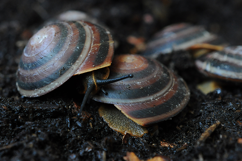 Caracolus sagemon sp type 4 Cuba striped