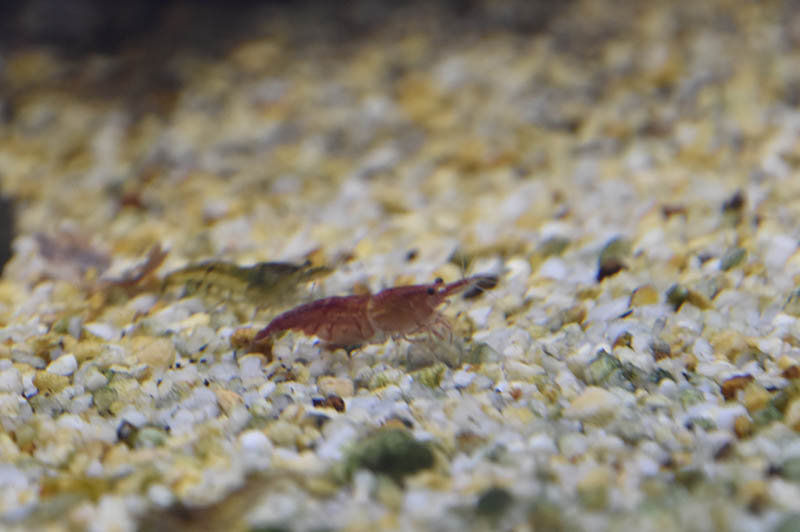 Caridina sp. Rainbow