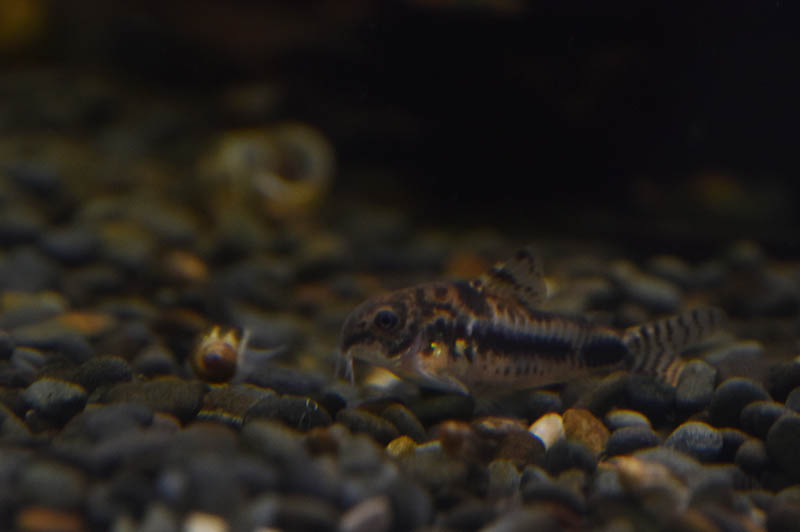 Corydoras habrosus