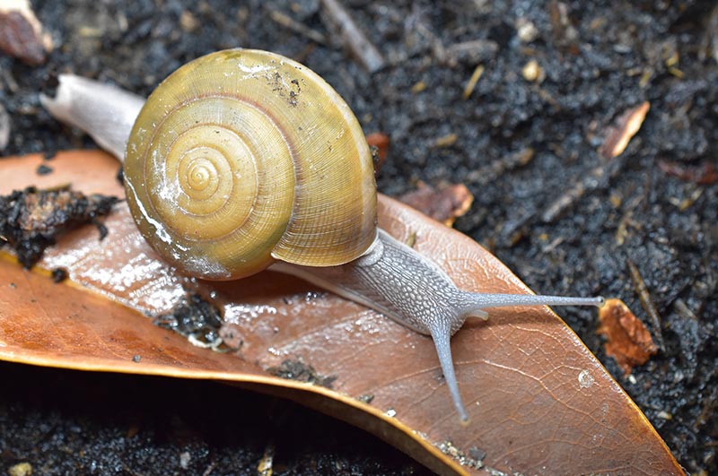 Sarika siamensis