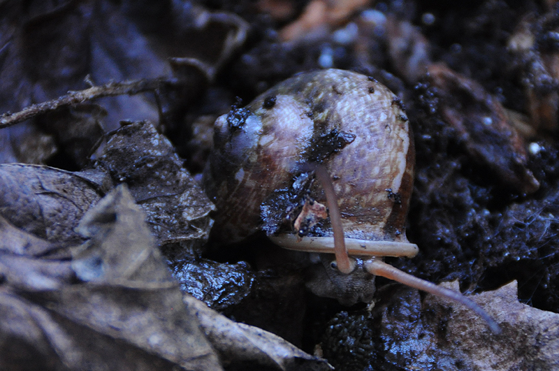 Cyclophorus martensianus