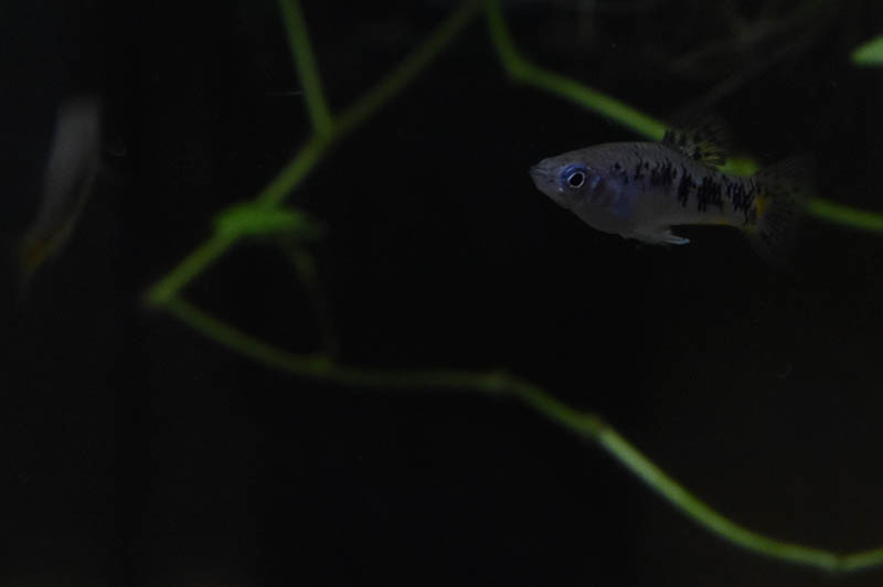 Limia vittata