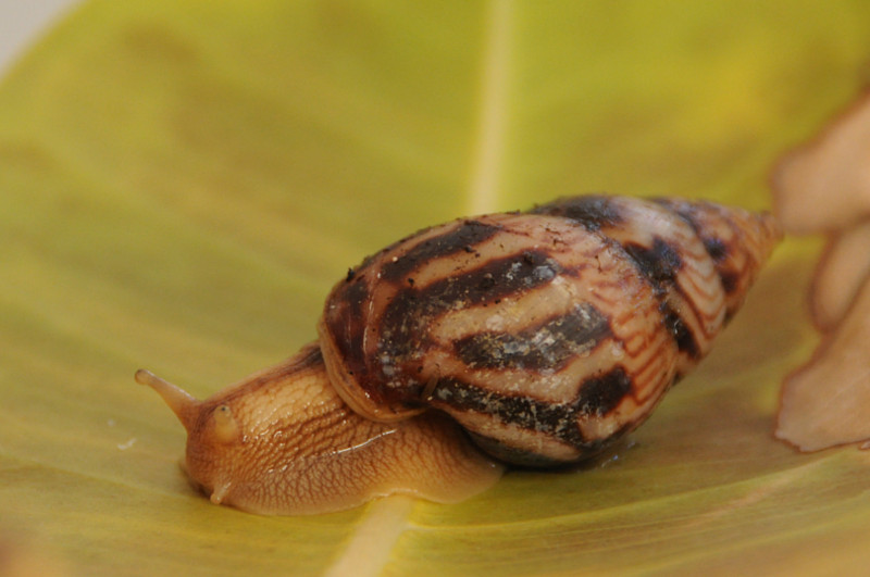 Limicolaria numidica