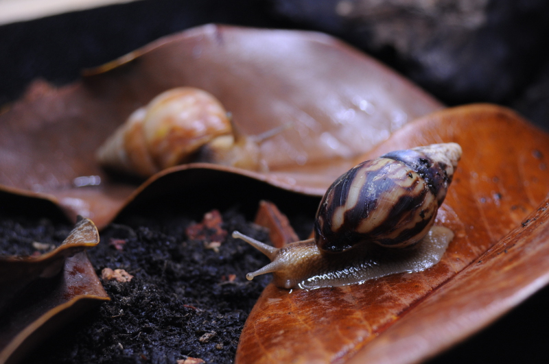 Limicolaria numidica